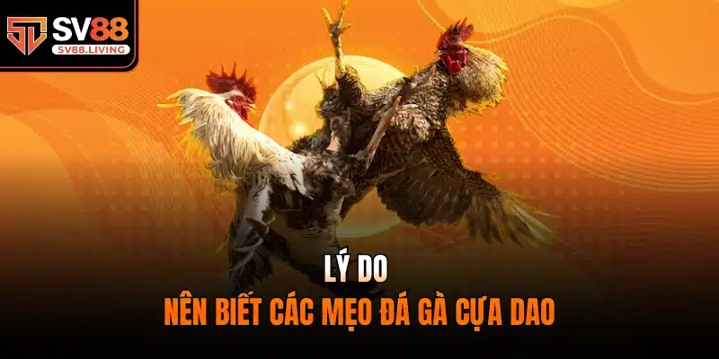 Lý do nên biết các mẹo đá gà cựa dao
